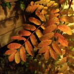 2015-10-13 22.11.23-1