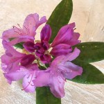 18951310_10158774724700405_5336267716565605677_n